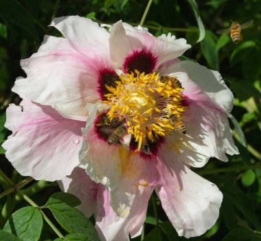 Arılar tarafından çiçek tozlaşma yakın, Sarı Çiçek Bal Arısı, Makro Close Up