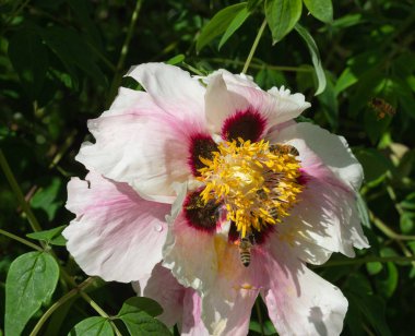Arılar tarafından çiçek tozlaşma yakın, Sarı Çiçek Bal Arısı, Makro Close Up