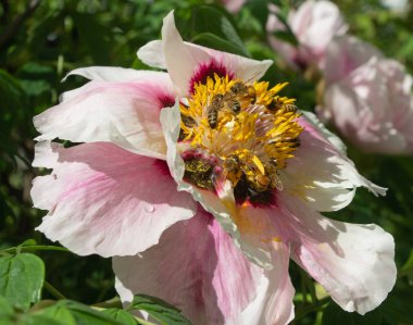 Arılar tarafından çiçek tozlaşma yakın, Sarı Çiçek Bal Arısı, Makro Close Up