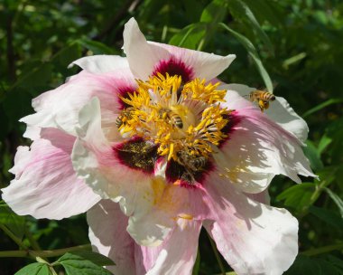 Arılar tarafından çiçek tozlaşma yakın, Sarı Çiçek Bal Arısı, Makro Close Up