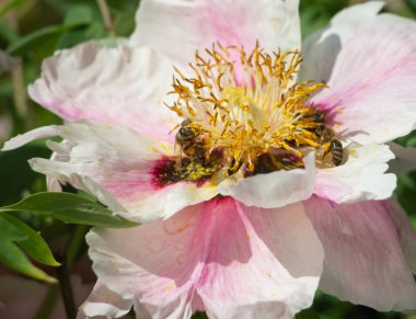 Arılar tarafından çiçek tozlaşma yakın, Sarı Çiçek Bal Arısı, Makro Close Up