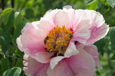 Arılar tarafından çiçek tozlaşma yakın, Sarı Çiçek Bal Arısı, Makro Close Up