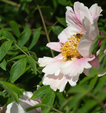 Arılar tarafından çiçek tozlaşma yakın, Sarı Çiçek Bal Arısı, Makro Close Up