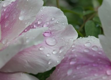 Çiçekler üzerinde çiy yakın, çiçekler üzerinde çiy büyük damla, yağmurdan sonra çiçekler üzerinde Çiy