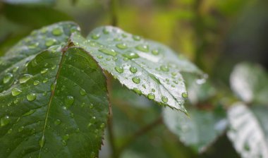 Çiçekler üzerinde çiy yakın, çiçekler üzerinde çiy büyük damla, yağmurdan sonra çiçekler üzerinde Çiy