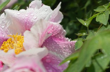 Çiçekler üzerinde çiy yakın, çiçekler üzerinde çiy büyük damla, yağmurdan sonra çiçekler üzerinde Çiy