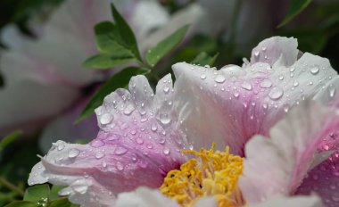 Çiçekler üzerinde çiy yakın, çiçekler üzerinde çiy büyük damla, yağmurdan sonra çiçekler üzerinde Çiy