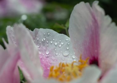 Çiçekler üzerinde çiy yakın, çiçekler üzerinde çiy büyük damla, yağmurdan sonra çiçekler üzerinde Çiy