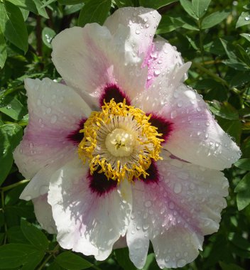 Çiçekler üzerinde çiy yakın, çiçekler üzerinde çiy büyük damla, yağmurdan sonra çiçekler üzerinde Çiy