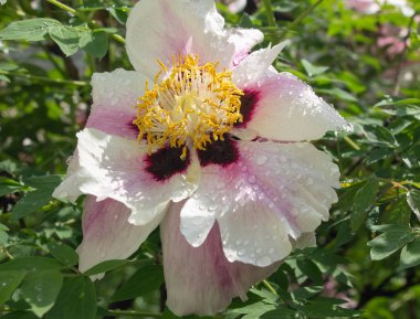 Çiçekler üzerinde çiy yakın, çiçekler üzerinde çiy büyük damla, yağmurdan sonra çiçekler üzerinde Çiy