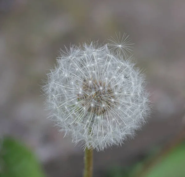 dandelion flower close up dandelion seeds, Beautiful dandelion flower close up