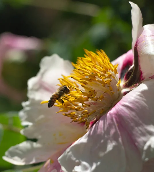 Pollination of flowers by bees close up, Honey Bee on Yellow Flower, Close Up Macro