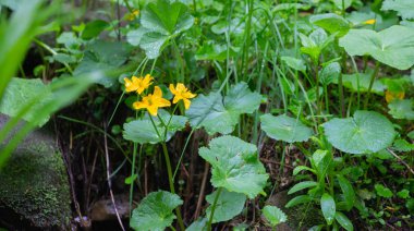 Petros'tan Hoverla'ya, Nesamovite Gölü'ne, Pop İvan Gözlemevi'ne çadırla yürüyüş