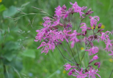 Gorgan'daki dağlara unutulmaz bir yürüyüş, şelaleler. Karpatlarda dinlenin