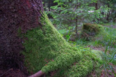 Gorgan'daki dağlara unutulmaz bir yürüyüş, şelaleler. Karpatlarda dinlenin
