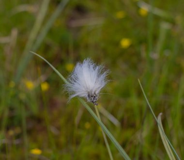 Gorgan'daki dağlara unutulmaz bir yürüyüş, şelaleler. Karpatlarda dinlenin