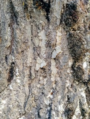 Ahşap kabuk dokusu. Ağaç kabuğu nun yüksek kaliteli benzersiz dokusu. Arka planı kapatın. Halatla bağlanmış, ahşap reken.