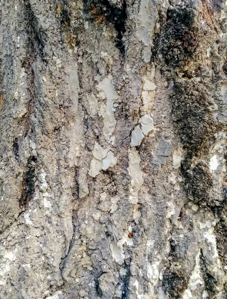 Textura Casca Madeira Textura Única Alta Qualidade Casca Árvore Feche — Fotografia de Stock