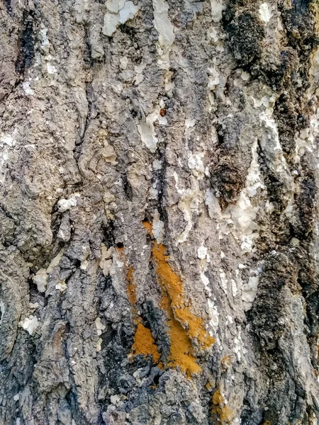 Textura Casca Madeira Textura Única Alta Qualidade Casca Árvore Feche — Fotografia de Stock