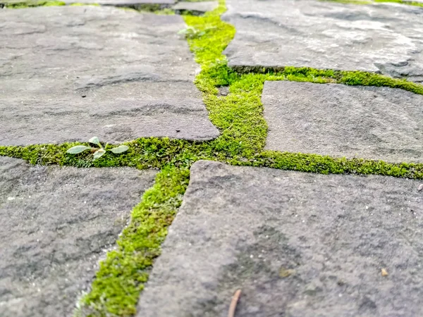 Piso de pedra, parede de pedra de um grande granito Cobblestone Close-Up. Crescendo musgo verde entre as costuras — Fotografia de Stock