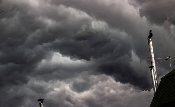 Grauer Himmel Wolken Sammeln Sich Wie Regen Grüner Baum Hintergrund — Stockfoto