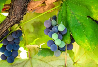 Mavi üzümler yeşil bir arka planda dalda asılı duruyor. Şarap yapma mevsimi