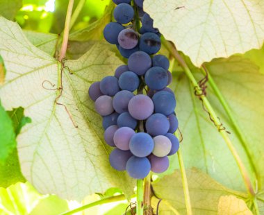 Mavi üzümler yeşil bir arka planda dalda asılı duruyor. Şarap yapma mevsimi