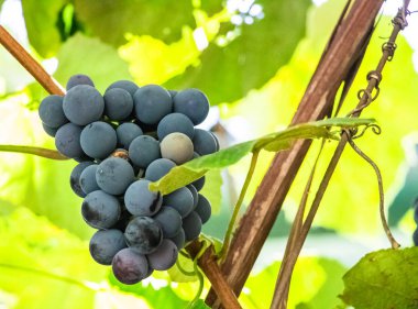 Mavi üzümler yeşil bir arka planda dalda asılı duruyor. Şarap yapma mevsimi