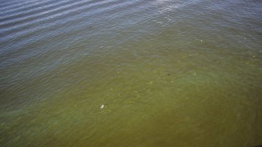 Dinyeper 'da yeşil su. Çöpler nehirde yüzüyor. Doku gibi arkaplan