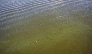 Dinyeper 'da yeşil su. Çöpler nehirde yüzüyor. Doku gibi arkaplan