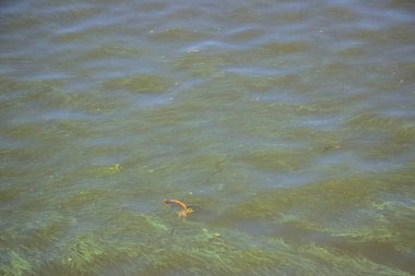 Dinyeper 'da yeşil su. Çöpler nehirde yüzüyor. Doku gibi arkaplan