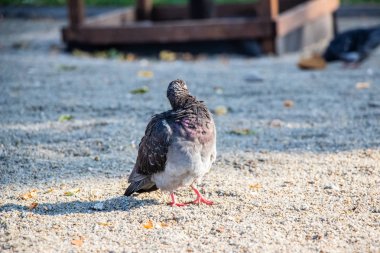 Parktaki güvercinler. Yeşil çimlerin üzerinde bir güvercin sürüsü