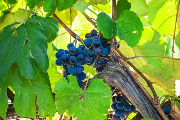 Blue Grapes Hanging Branch Close Green Background Winemaking Season — Stock Photo, Image