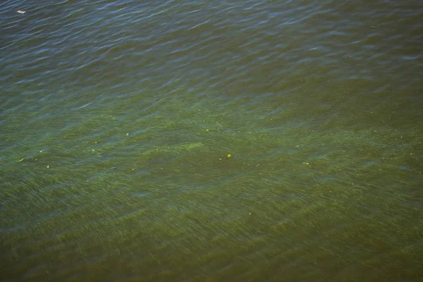 Green water in the Dnieper. Trash floating in the river. Background like texture