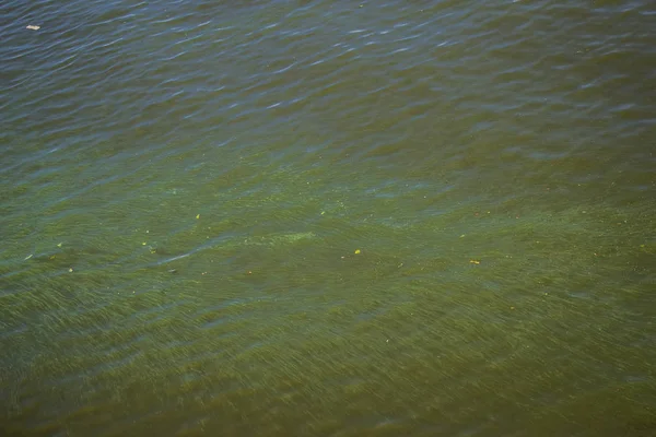 Dinyeper Yeşil Çöpler Nehirde Yüzüyor Doku Gibi Arkaplan — Stok fotoğraf