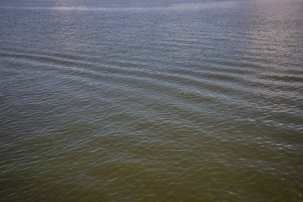 Green water in the Dnieper. Trash floating in the river. Background like texture