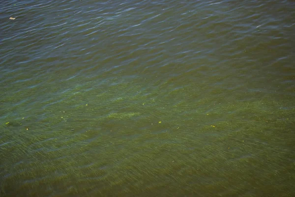 Zielona Woda Dnieprze Śmieci Pływające Rzece Tło Takie Jak Tekstura — Zdjęcie stockowe