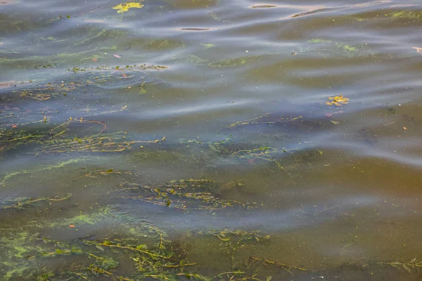 Green water in the Dnieper. Trash floating in the river. Background like texture