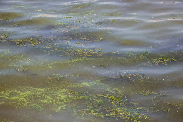 Green water in the Dnieper. Trash floating in the river. Background like texture