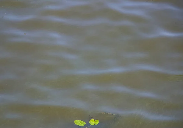 Dinyeper Yeşil Çöpler Nehirde Yüzüyor Doku Gibi Arkaplan — Stok fotoğraf