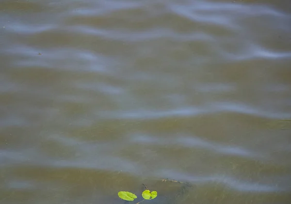 Green water in the Dnieper. Trash floating in the river. Background like texture