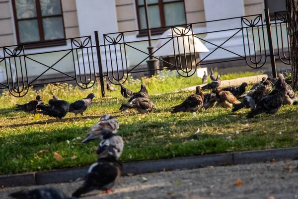 Galambok Parkban Egy Csapat Galamb Zöld Füvön — Stock Fotó