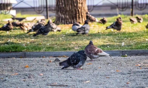 Pigeons Park Flock Pigeons Green Grass — Stock Photo, Image