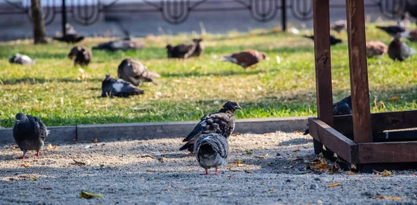 Tauben Park Ein Schwarm Tauben Auf Dem Grünen Gras — Stockfoto