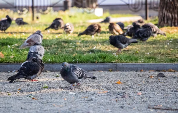 Pigeons Park Flock Pigeons Green Grass — Stock Photo, Image