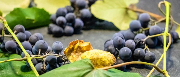 Grona Grapes Green Leaves Black Background Close Latar Belakang Seperti Stok Gambar