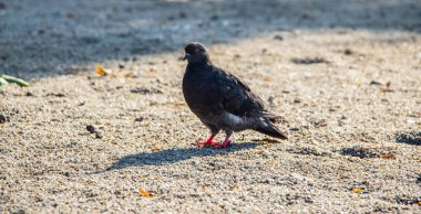 Parktaki güvercinler. Yeşil çimlerin üzerinde bir güvercin sürüsü