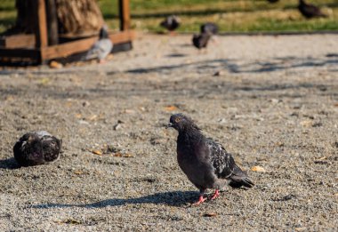 Parktaki güvercinler. Yeşil çimlerin üzerinde bir güvercin sürüsü