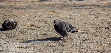 Parktaki güvercinler. Yeşil çimlerin üzerinde bir güvercin sürüsü