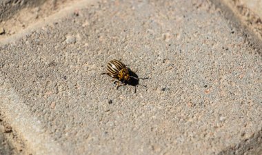 Colorado patates böceği asfalt gri fayanslarda sürünüyor. Yakın plan.
